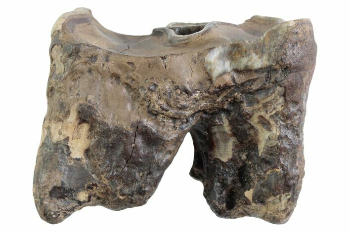 Fossil Woolly Rhino (Coelodonta) Tooth - Siberia #370966